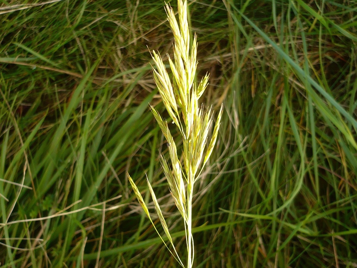 Bromopsis erecta subsp. erecta (Poaceae)